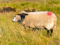 Sally Gap, Co. Wicklow